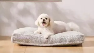 Saatva Pet Bed