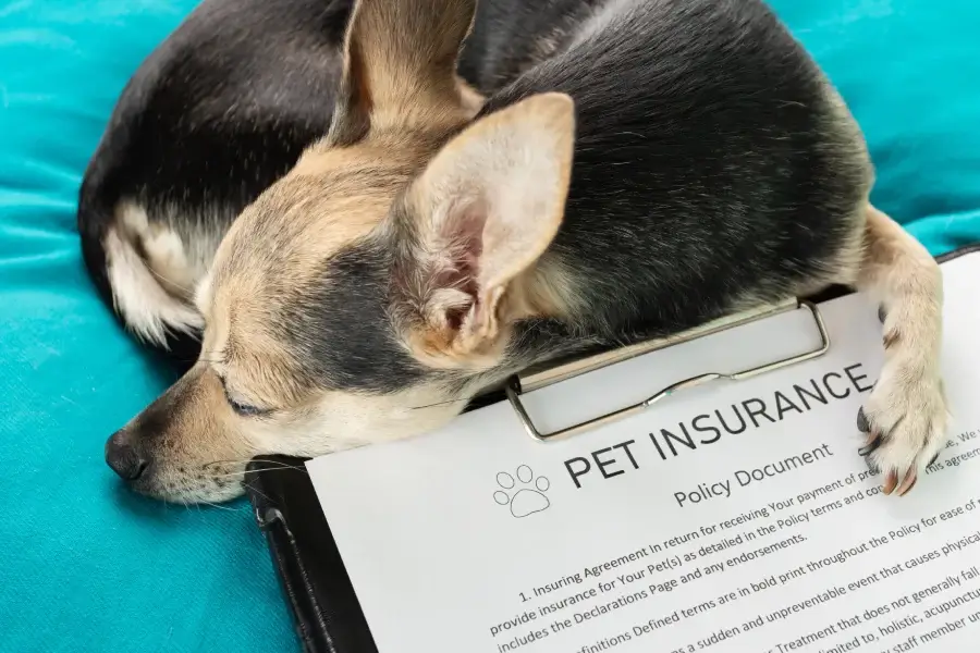 Pet insurance dog clipboard