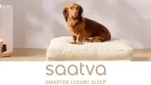 Saatva Dog Bed &#8211; Pet Insurance Cross